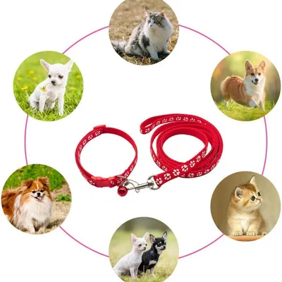 Petopia Ensemble collier et laisse pour petit chien