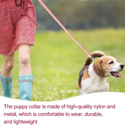 Petopia Ensemble collier et laisse pour petit chien