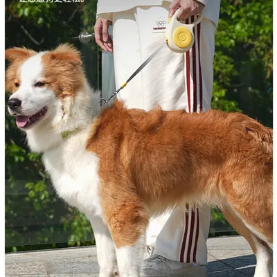 Petopia Laisse rétractable pour chien