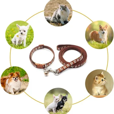 Petopia Ensemble collier et laisse pour petit chien