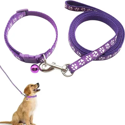 Petopia Ensemble collier et laisse pour petit chien