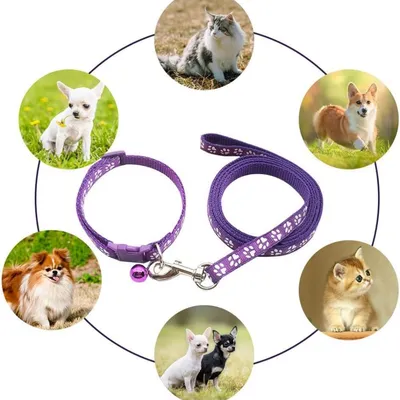 Petopia Ensemble collier et laisse pour petit chien