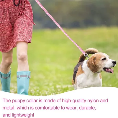 Petopia Ensemble collier et laisse pour petit chien