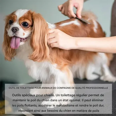 IntiMeg Tondeuse pour chiens