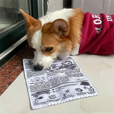 Pet Planet Jouet sonore en forme de carte de jeu 4 articles