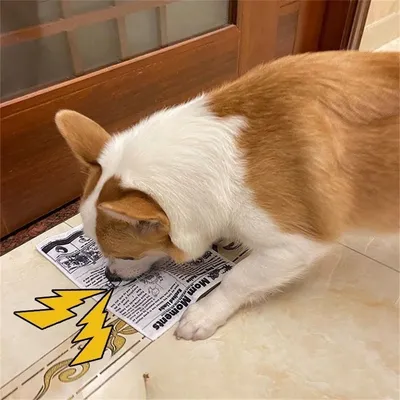 Pet Planet Jouet sonore en forme de carte de jeu 4 articles