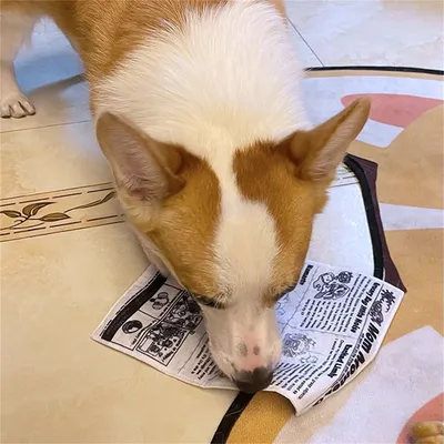 Pet Planet Jouet sonore en forme de carte de jeu 4 articles