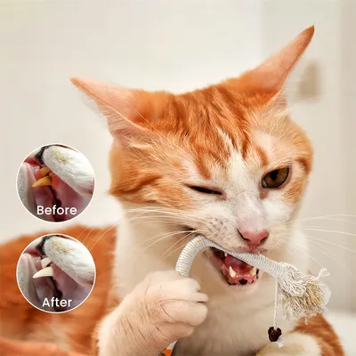 Pet Planet Jouet de dentition interactif en corde pour chat