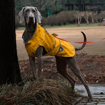 Pet Planet Veste imperméable pour chien de plein air