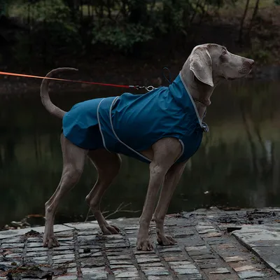Pet Planet Veste imperméable pour chien de plein air
