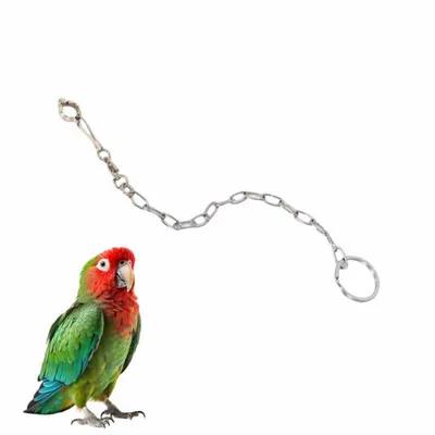 Petopia Bracelet de cheville en acier inoxydable pour perroquet