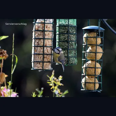 IntiMeg Mangeoire pour oiseaux