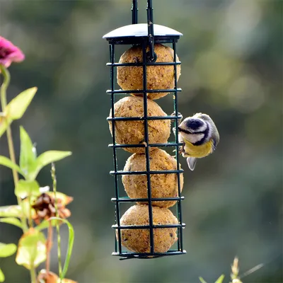 IntiMeg Mangeoire pour oiseaux