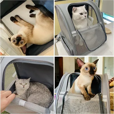 IntiMeg Sac à dos de transport pour chat