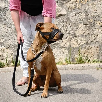 Pet Planet Muselière en nylon réglable pour chien