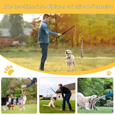 Pet Planet Chiens ActiveTrain Poteau de Flirt