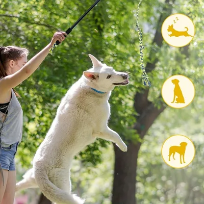 Pet Planet Chiens ActiveTrain Poteau de Flirt