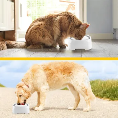 IntiMeg Gamelle d'eau anti éclaboussure pour chien et chat