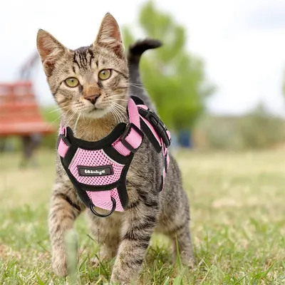 IntiMeg Harnais et Laisse pour Chat et Petit Chien IntiMeg Harnais et Laisse pour Chat et Petit Chien