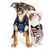IntiMeg Harnais et Laisse pour Chat et Petit Chien IntiMeg Harnais et Laisse pour Chat et Petit Chien