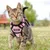 IntiMeg Harnais et Laisse pour Chat et Petit Chien IntiMeg Harnais et Laisse pour Chat et Petit Chien