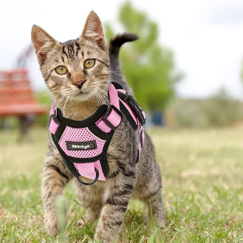 IntiMeg Harnais et Laisse pour Chat et Petit Chien