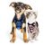 IntiMeg Harnais et Laisse pour Chat et Petit Chien
