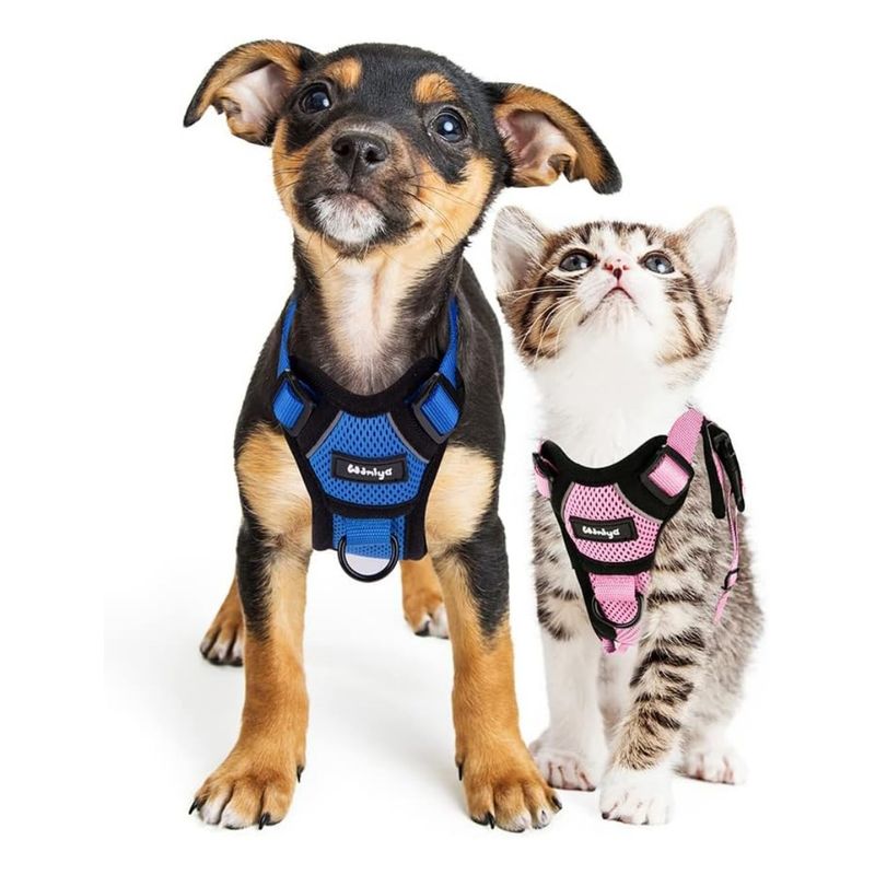 IntiMeg Harnais et Laisse pour Chat et Petit Chien
