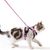 IntiMeg Harnais et Laisse pour Chat et Petit Chien
