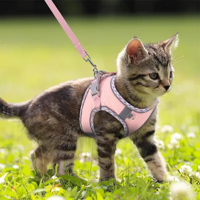 IntiMeg Harnais pour Chat et Petit Chien