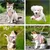 IntiMeg Harnais pour Chat et Petit Chien