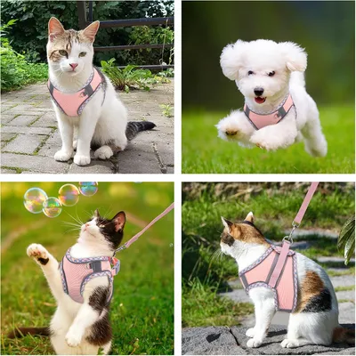 IntiMeg Harnais pour Chat et Petit Chien