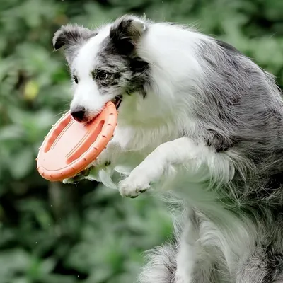 Pet Planet Chiens Frisbee FunPack