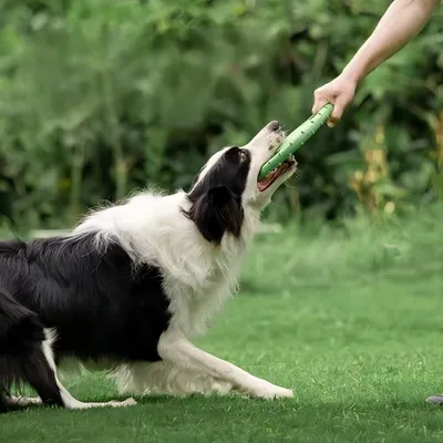 Pet Planet Chiens Frisbee FunPack