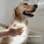Petopia  Brosse de bain pour animaux de compagnie