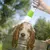Pet Planet Tête de douche en silicone pour animaux