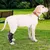 Petopia Attelles de compression pour pattes arrière de chien
