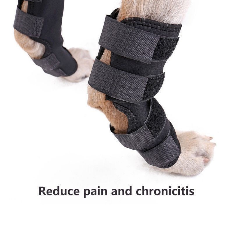 Petopia Attelles de compression pour pattes arrière de chien