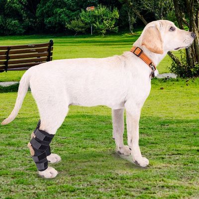 Petopia Attelles de compression pour pattes arrière de chien