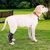 Petopia Attelles de compression pour pattes arrière de chien