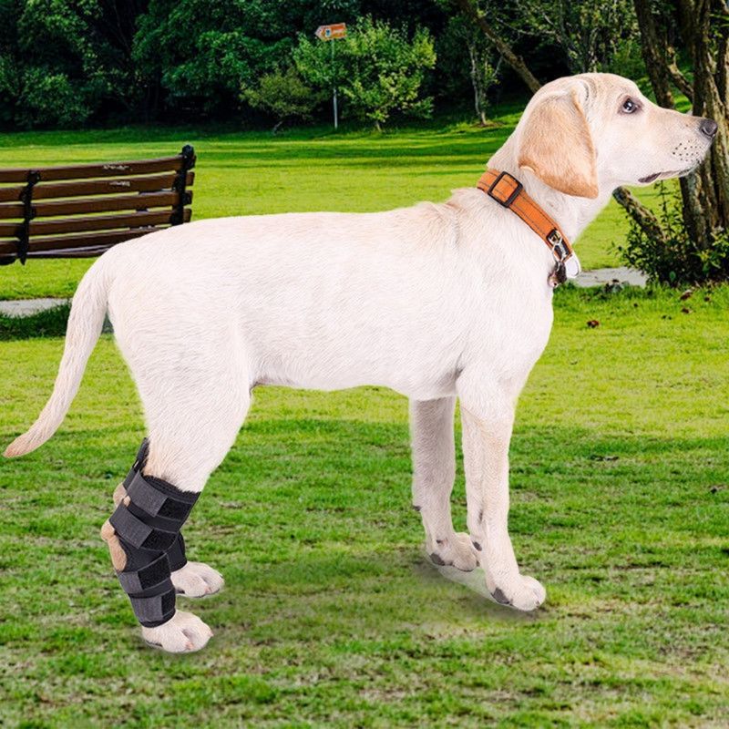 Petopia Attelles de compression pour pattes arrière de chien