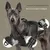 Pet Planet Harnais de poitrine pour chiens