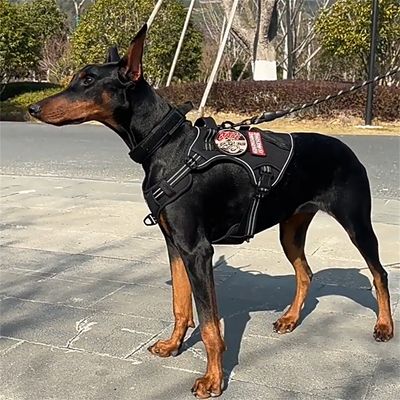 Pet Planet Harnais de poitrine pour chiens