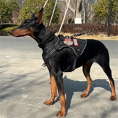 Pet Planet Harnais de poitrine pour chiens