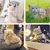 Petopia Harnois pour chat