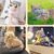 Petopia Harnois pour chat