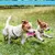 Pet Planet Chiots Happy Time Jouets à mâcher