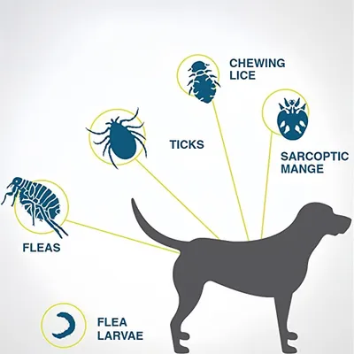 2 articles Petopia Collier anti-puces et anti-insectes pour chien