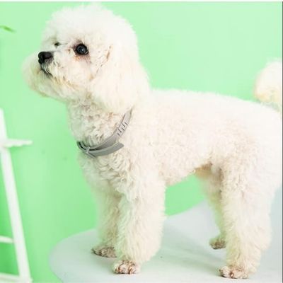 2 articles Petopia Collier anti-puces et anti-insectes pour chien