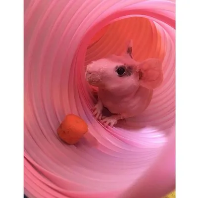 IntiMeg Tunnel de jeu